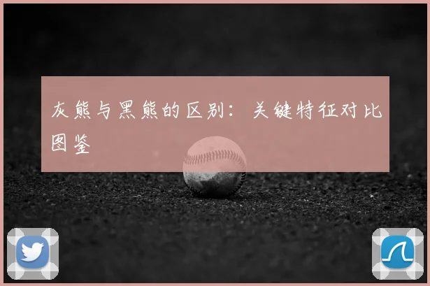 灰熊与黑熊的区别：关键特征对比图鉴