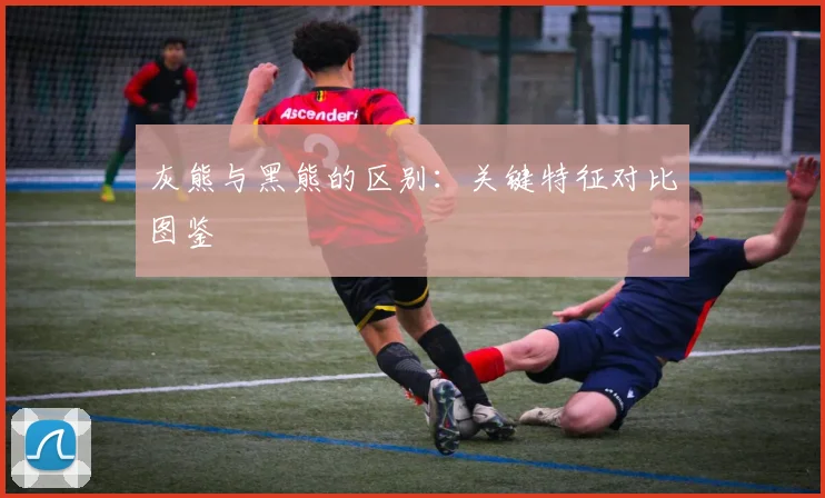 灰熊与黑熊的区别:关键特征对比图鉴